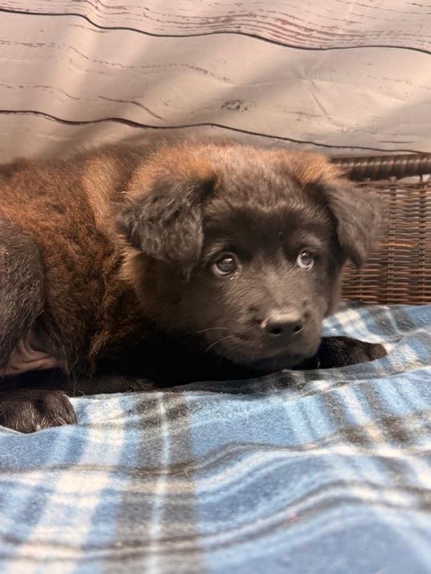 Marlin, Adoptable, Puppy Male Chow Chow & Australian Shepherd.