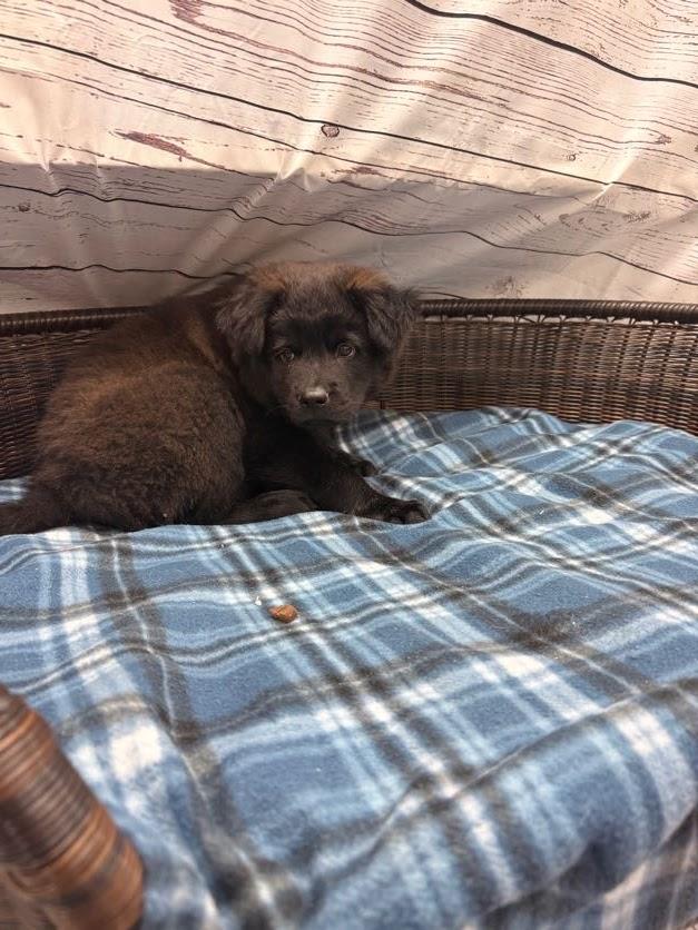 Marlin, a Adoptable mixed breed in Neillsville, WI image 3/4