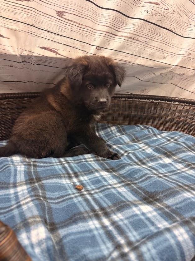 Marlin, a Adoptable mixed breed in Neillsville, WI image 4/4