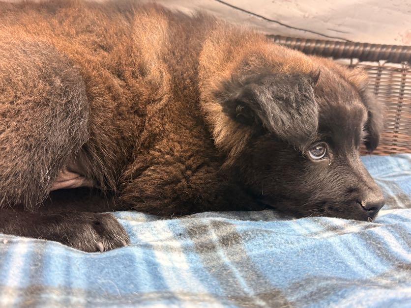 Marlin, a Adoptable mixed breed in Neillsville, WI image 2/4