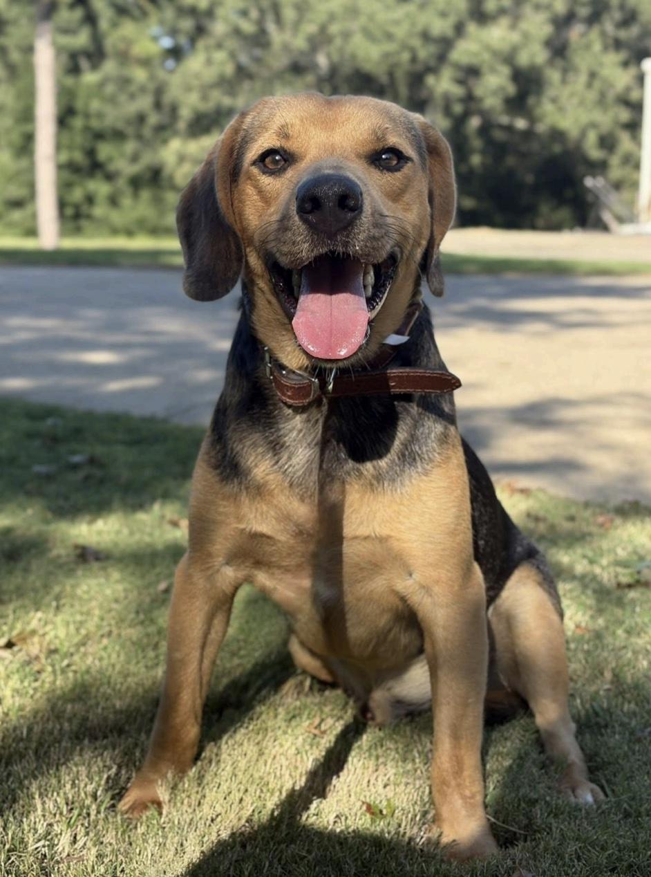 Enlarge Fredrick, a ADOPTABLE mixed breed in Cedarburg, WI image 4/5