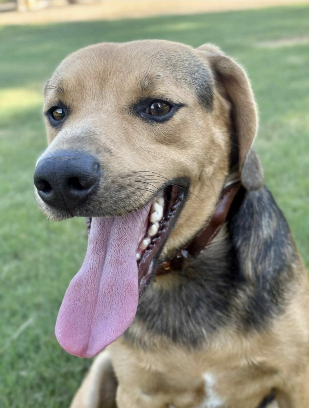 Enlarge Fredrick, a ADOPTABLE mixed breed in Cedarburg, WI image 1/5