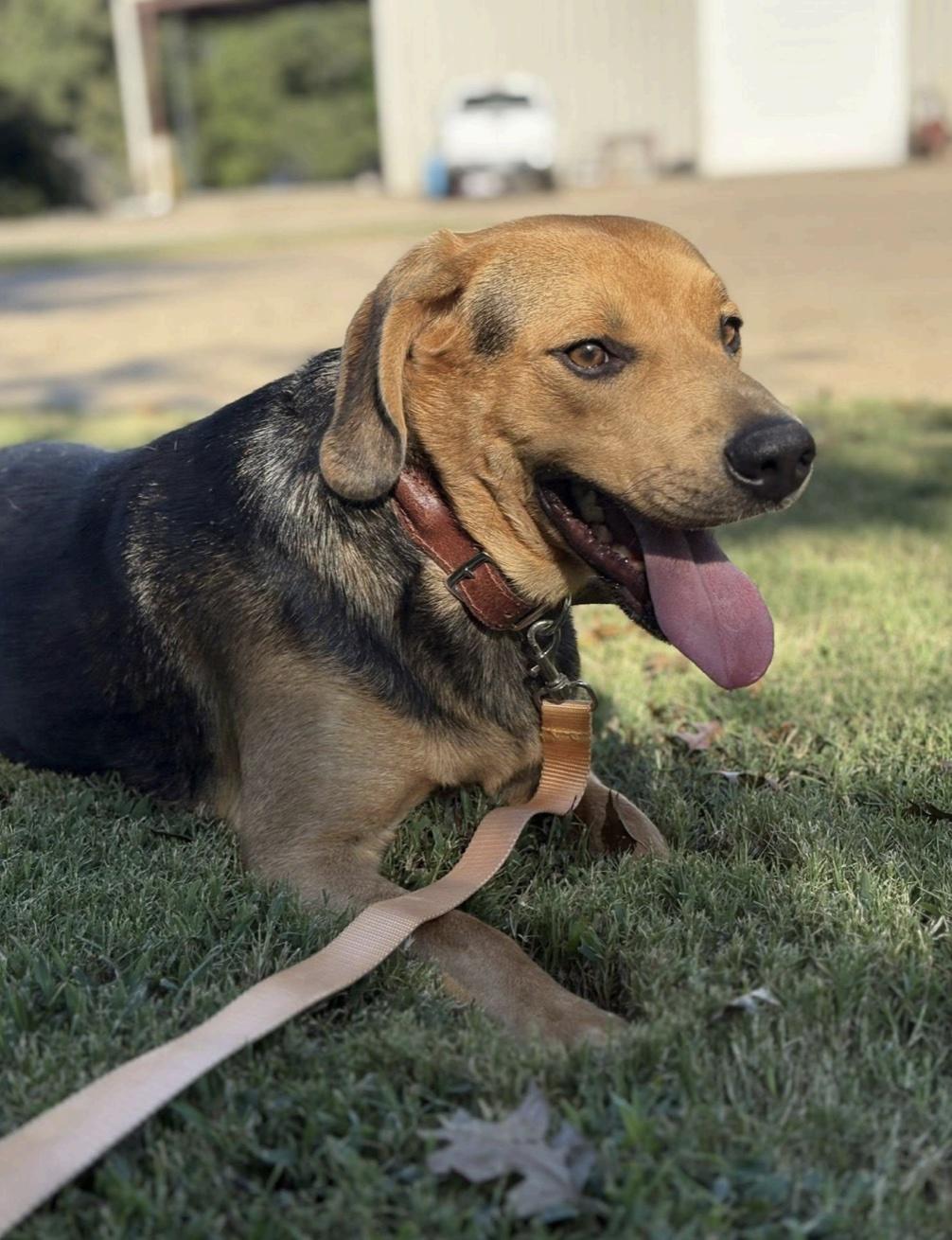 Enlarge Fredrick, a ADOPTABLE mixed breed in Cedarburg, WI image 3/5