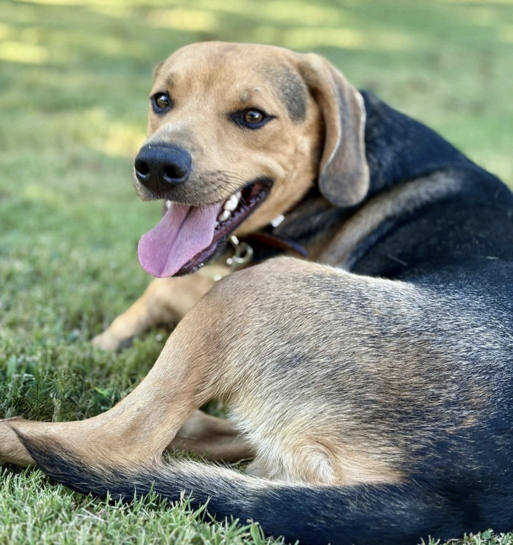 Enlarge Fredrick, a ADOPTABLE mixed breed in Cedarburg, WI image 5/5