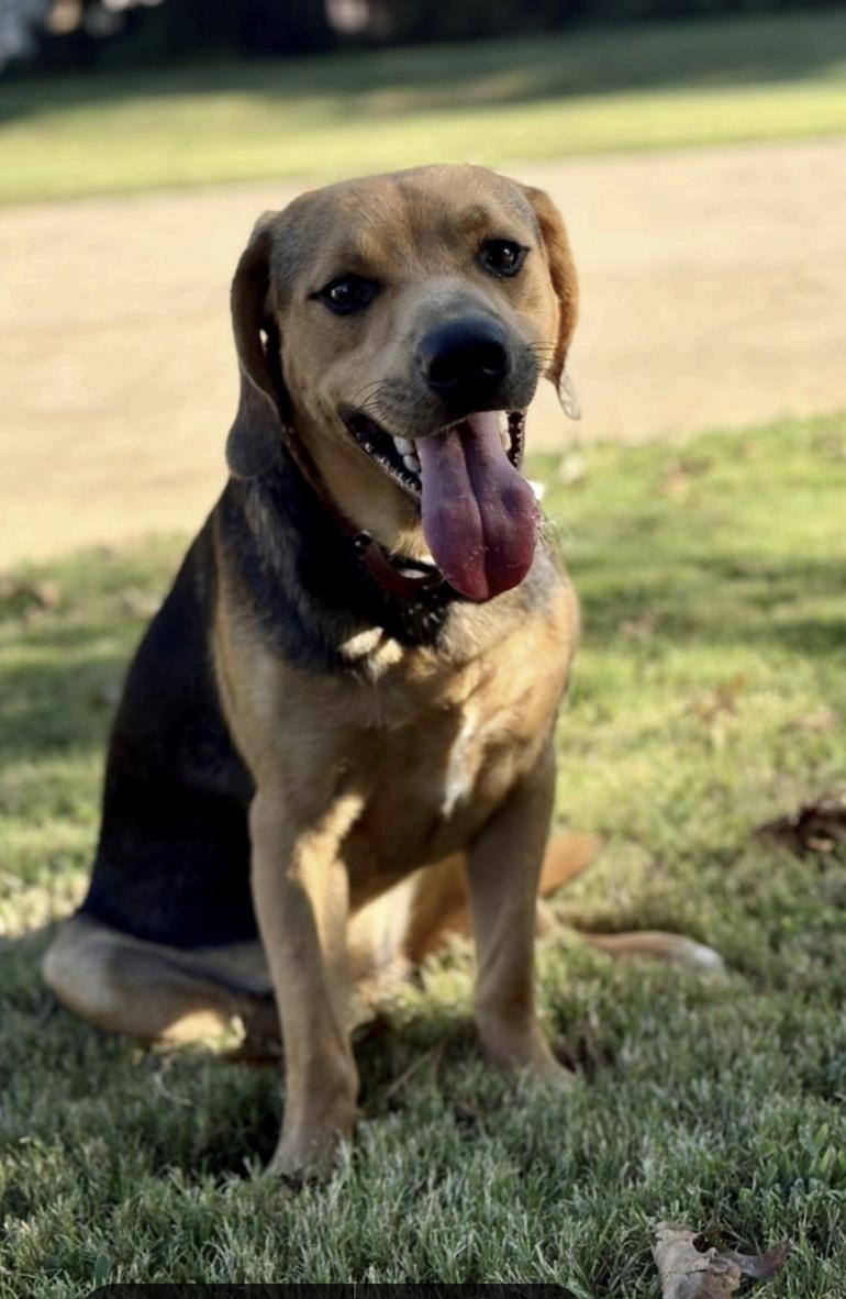 Enlarge Fredrick, a ADOPTABLE mixed breed in Cedarburg, WI image 2/5