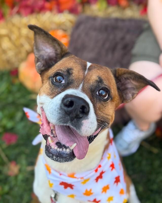 Enlarge Donny, a Adoptable Mixed Breed in Miamitown, OH image 3/4