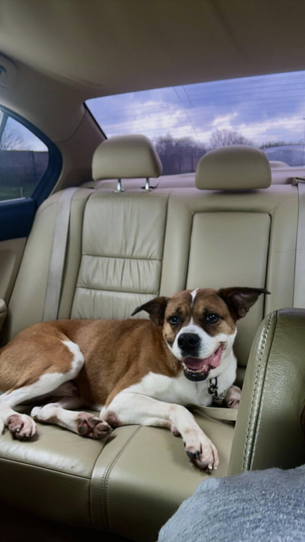 Enlarge Donny, a Adoptable Mixed Breed in Miamitown, OH image 4/4