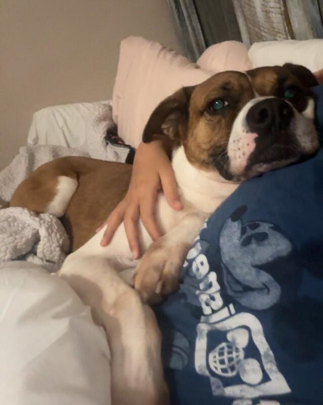 Enlarge Donny, a Adoptable Mixed Breed in Miamitown, OH image 2/4