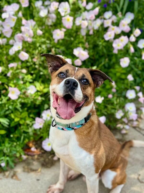 Enlarge Donny, a Adoptable Mixed Breed in Miamitown, OH image 1/4