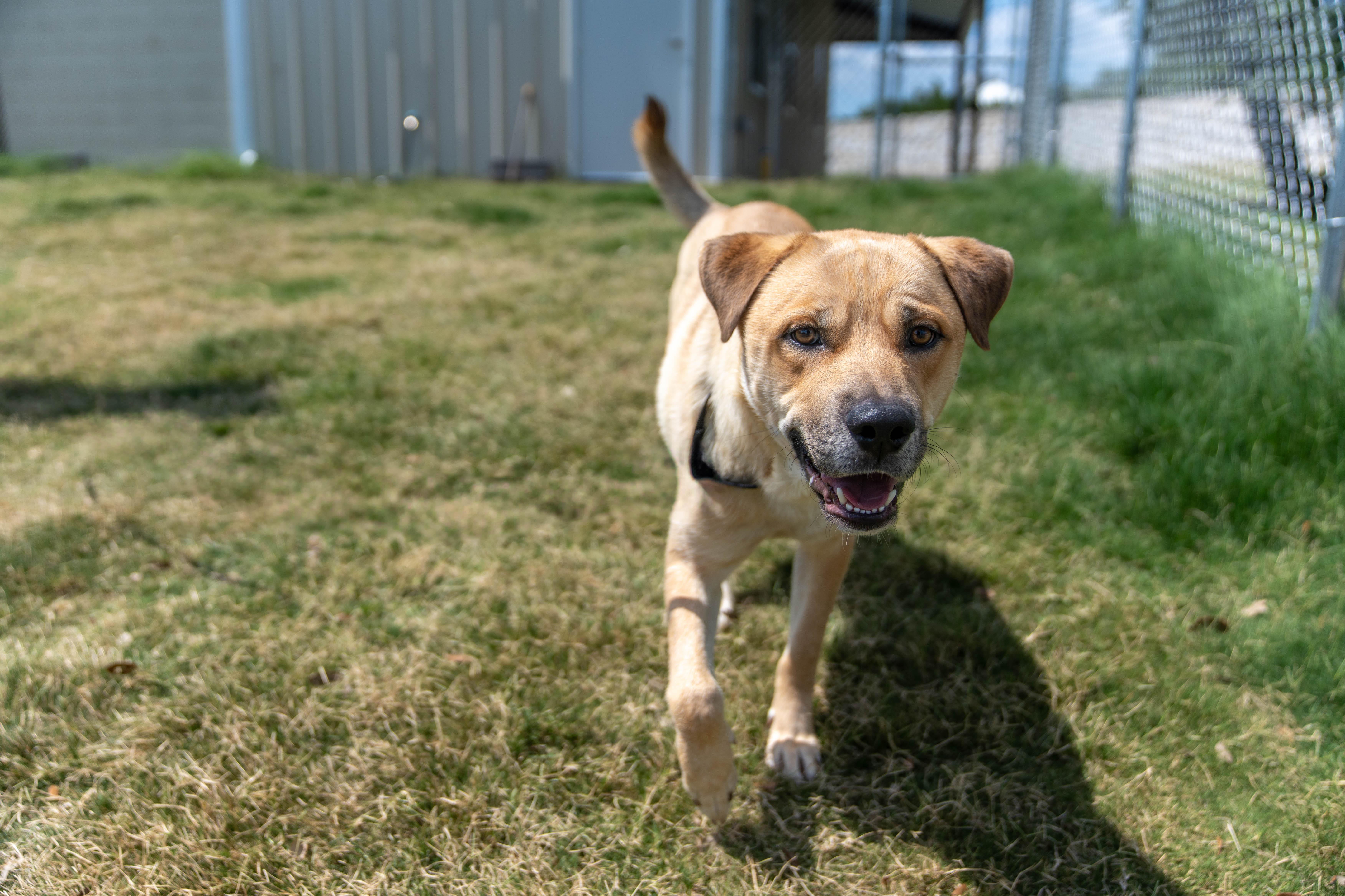 Enlarge Jester, an adoptable mixed breed in Dripping Springs, TX image 2/3