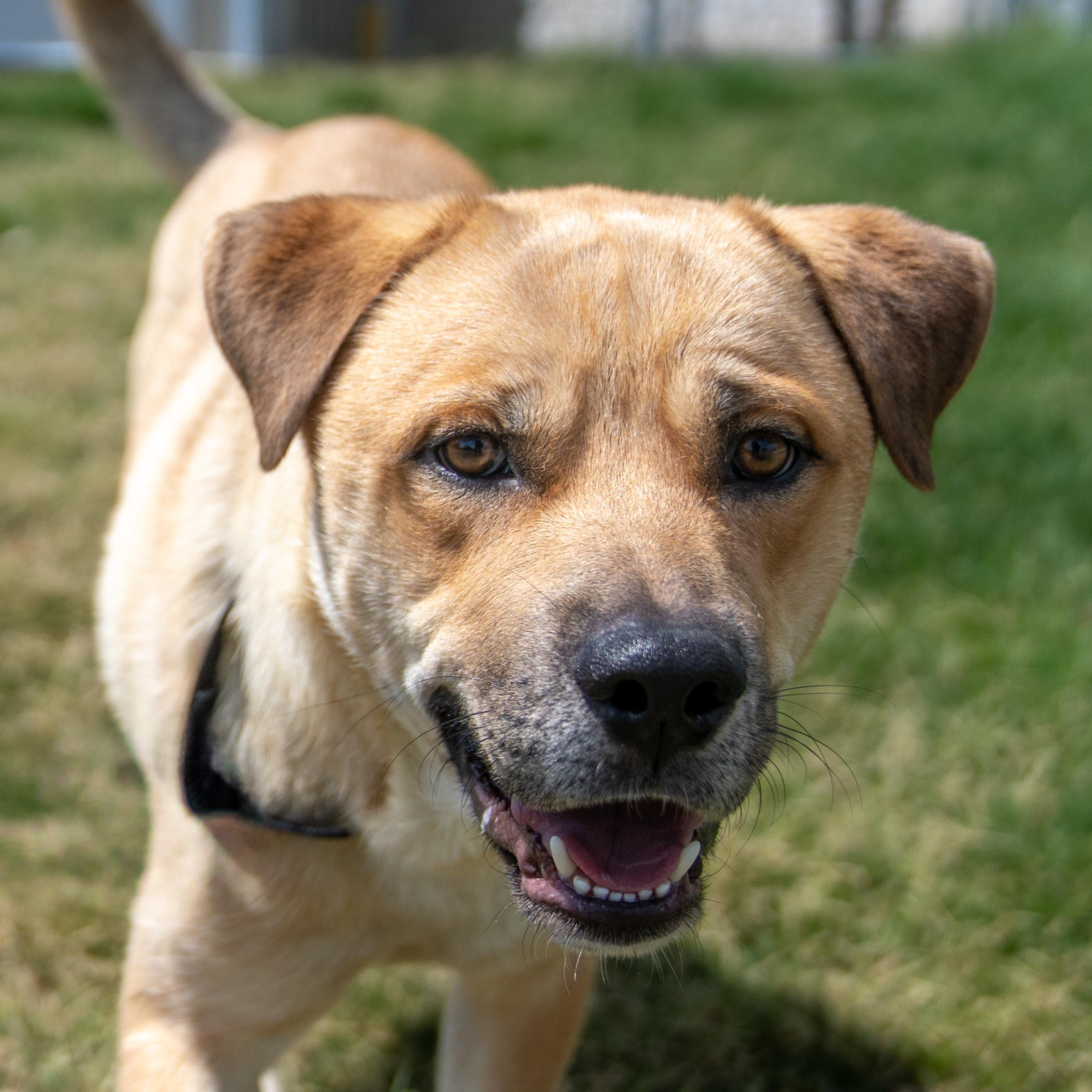 Enlarge Jester, an adoptable mixed breed in Dripping Springs, TX image 3/3