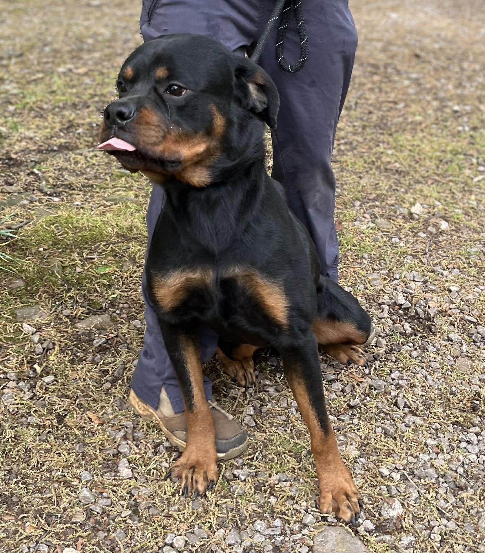 Tank, Adopted, Adult Male Rottweiler.