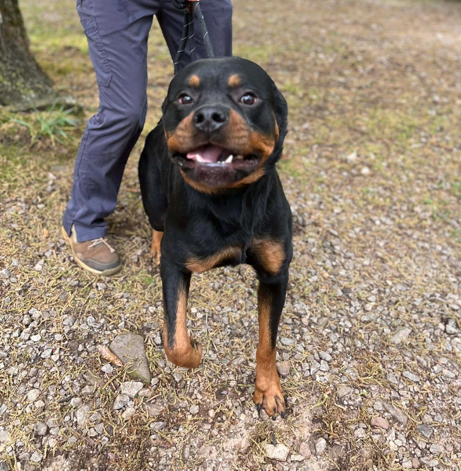 Tank, a Adopted Rottweiler in Hillsboro, NH image 2/3