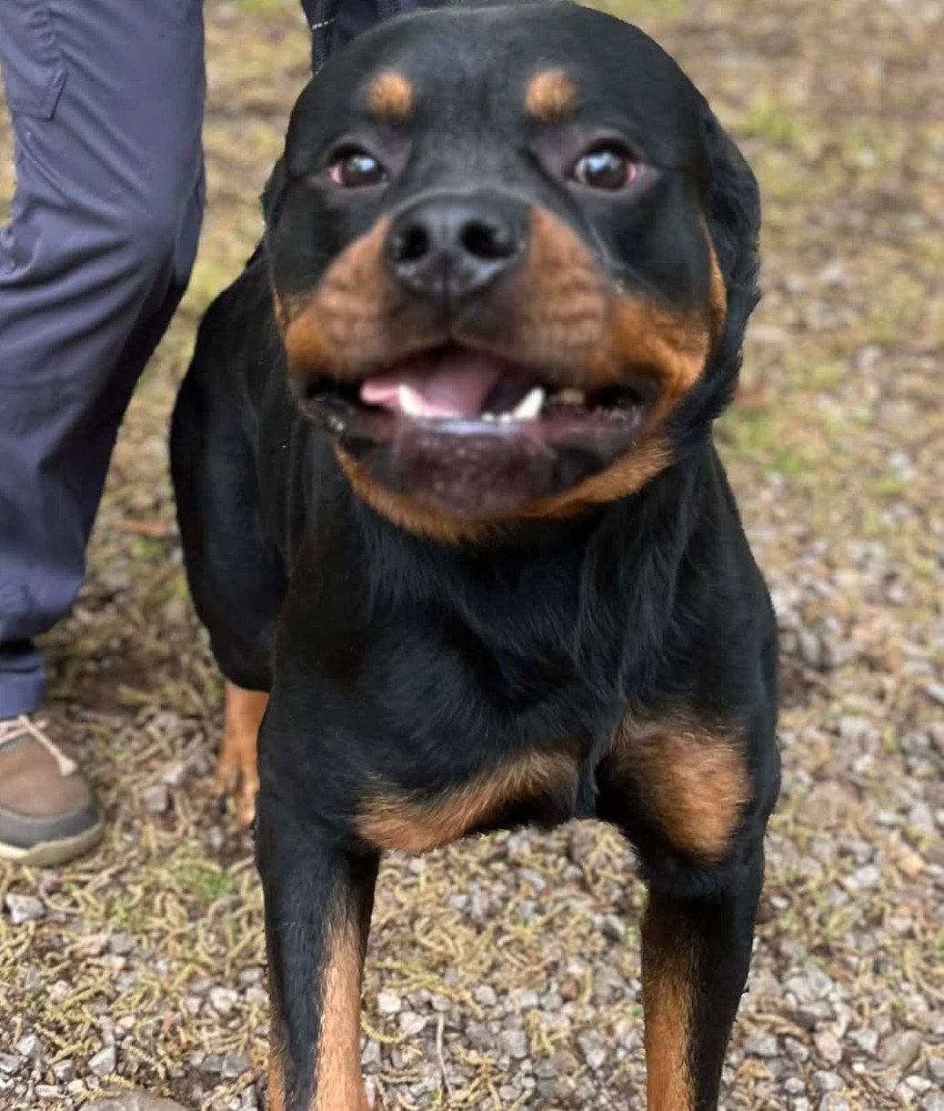 Tank, a Adopted Rottweiler in Hillsboro, NH image 3/3