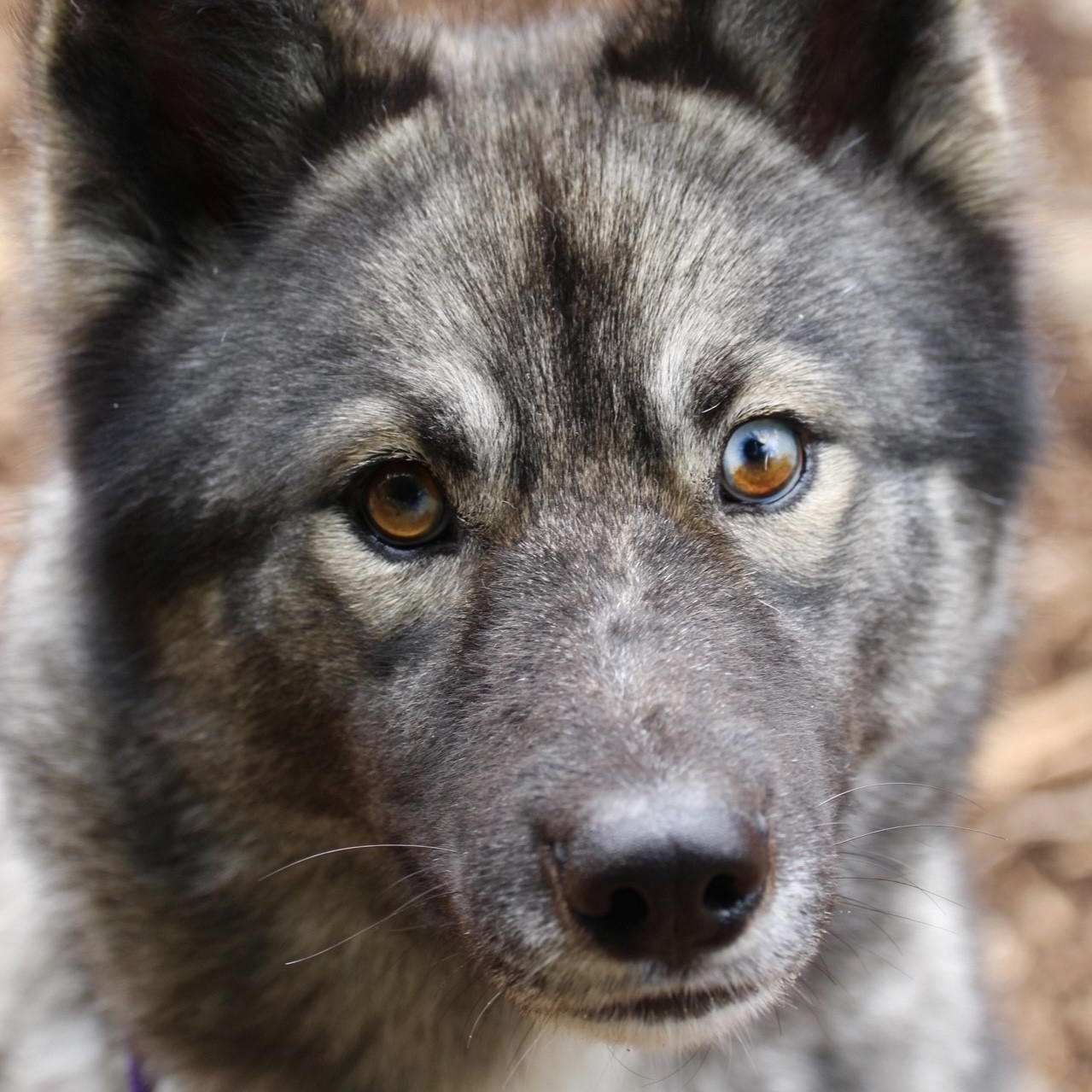 Waya, an adoptable Keeshond, Husky in Briarcliff Manor, NY, 10510 | Photo Image 2