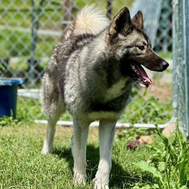 Waya, an adoptable Keeshond, Husky in Briarcliff Manor, NY, 10510 | Photo Image 3