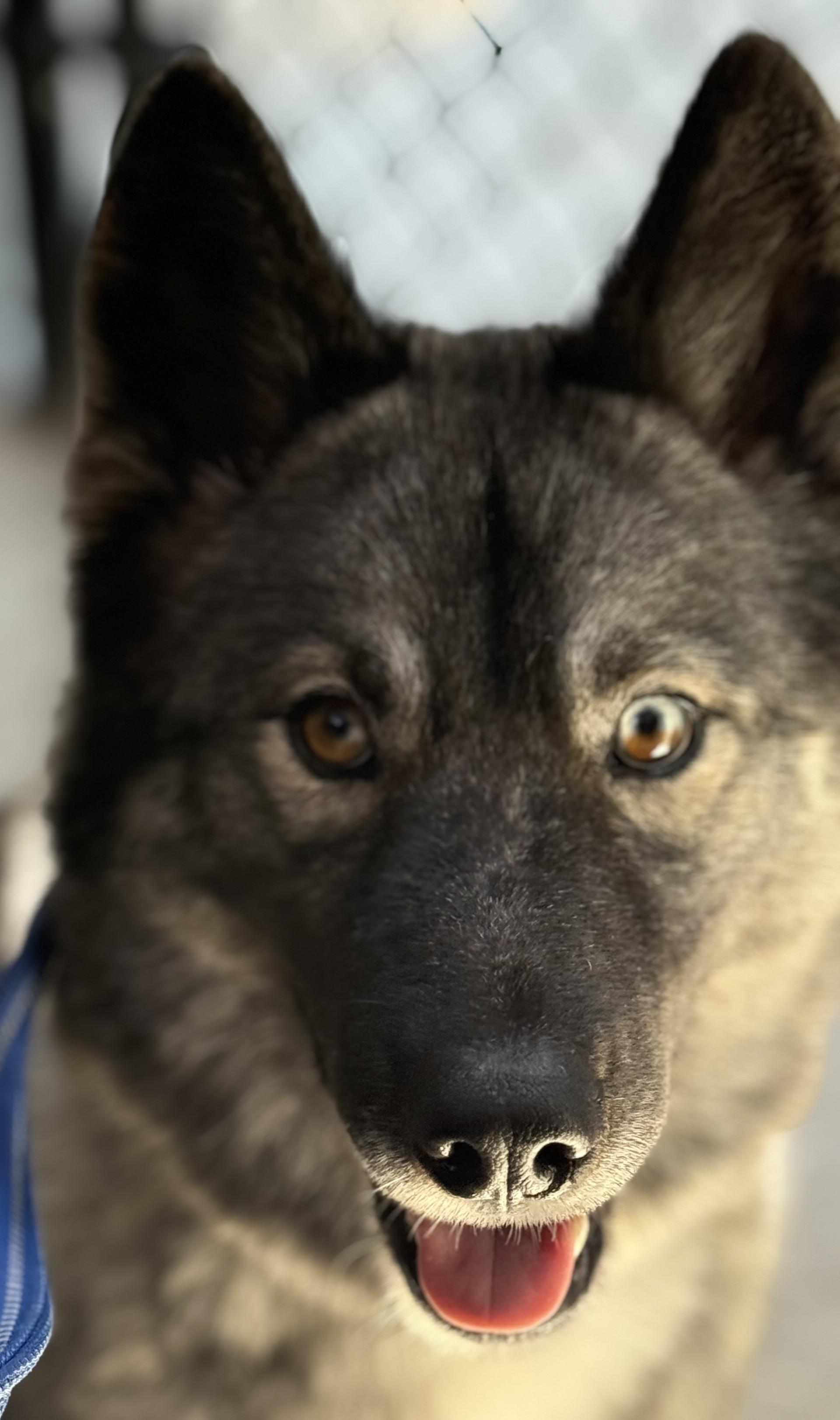 Waya, an adoptable Keeshond, Husky in Briarcliff Manor, NY, 10510 | Photo Image 4