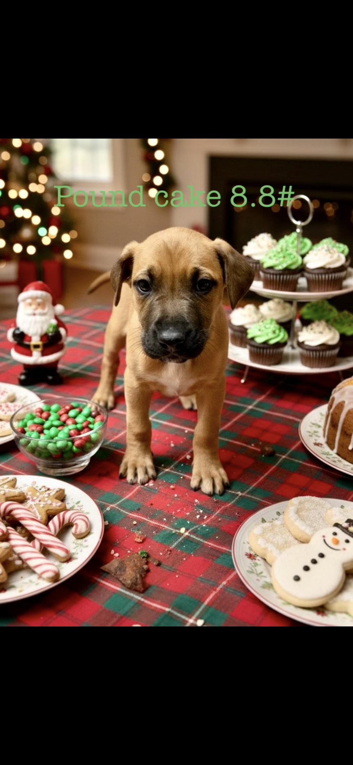 Pound cake, Adoptable, Puppy Male Labrador Retriever.
