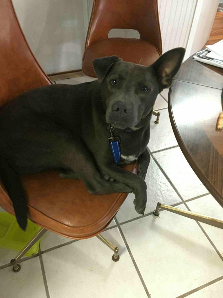 Enlarge Kioto, a Adoptable Pit Bull Terrier in Mount Hermon, LA image 1/1