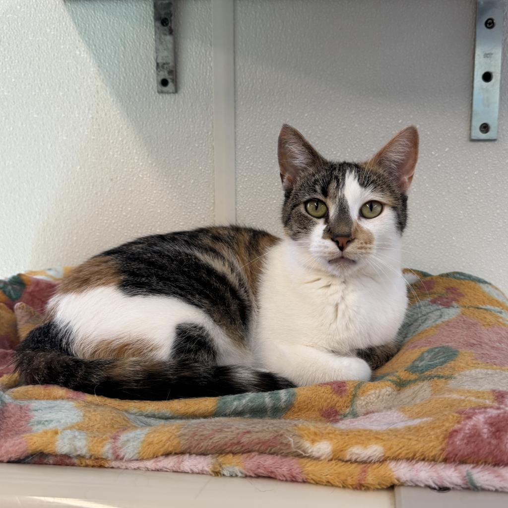 Doll, Adoptable, Adult Female Domestic Short Hair.