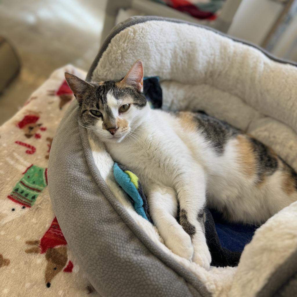 Doll, a Adoptable Domestic Short Hair in Albert Lea, MN image 2/6