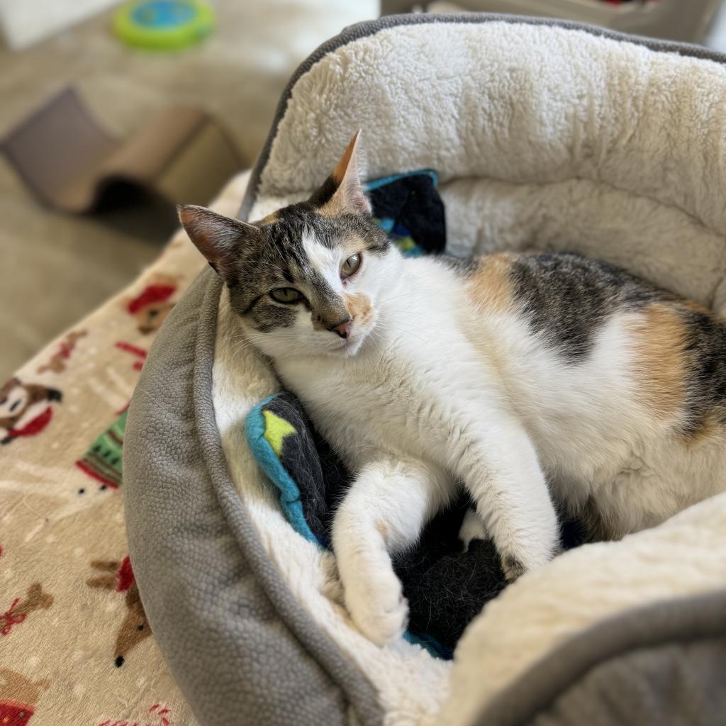 Doll, a Adoptable Domestic Short Hair in Albert Lea, MN image 3/6