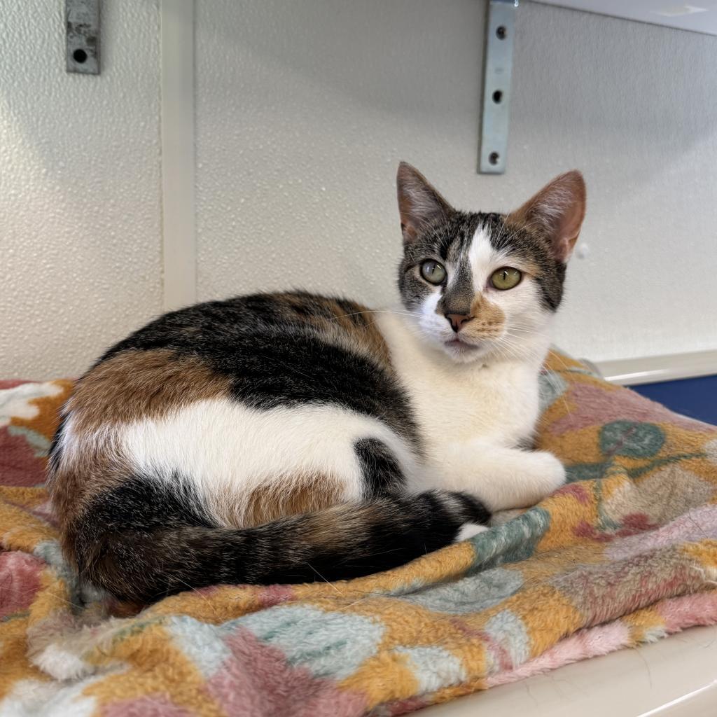 Doll, a Adoptable Domestic Short Hair in Albert Lea, MN image 4/6