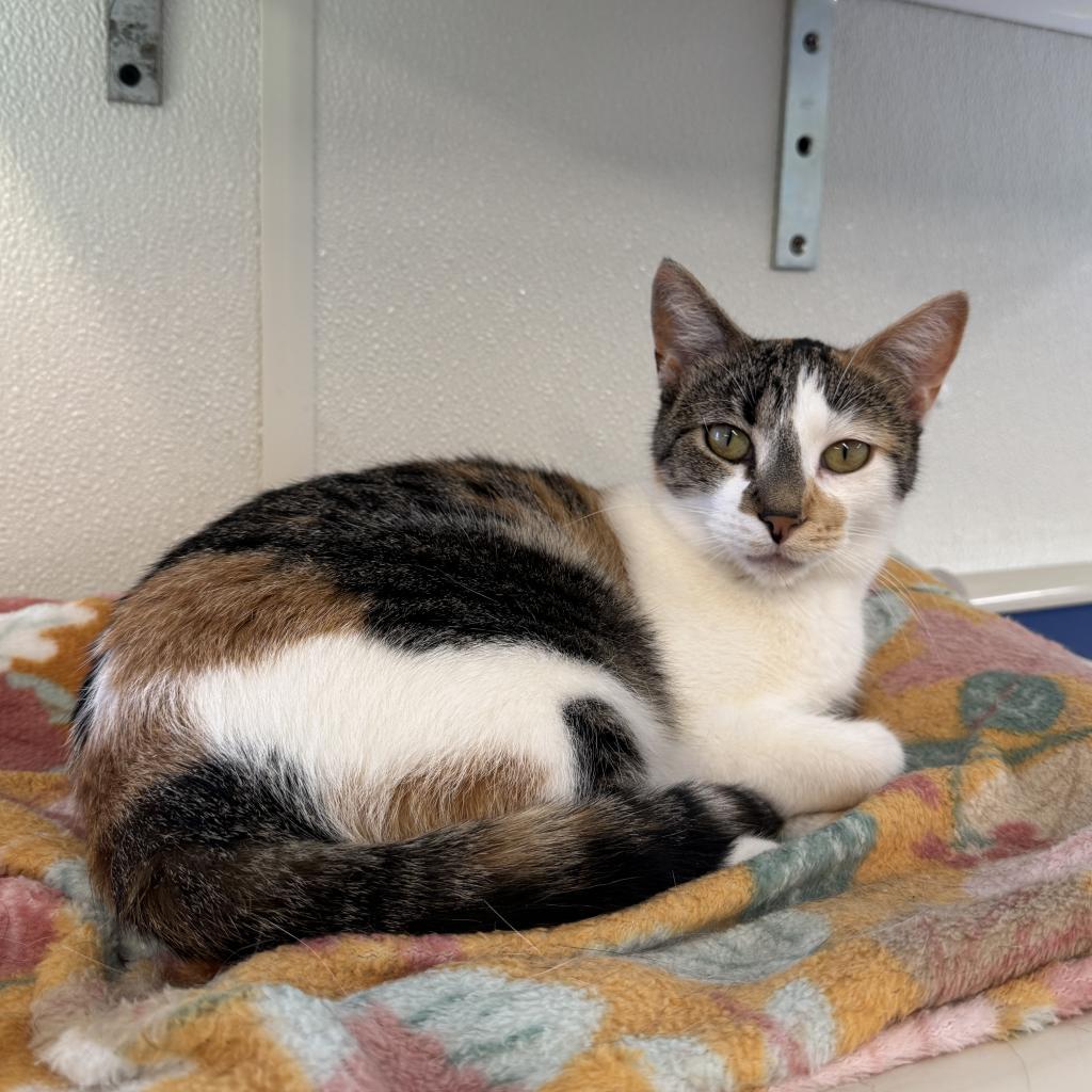 Doll, a Adoptable Domestic Short Hair in Albert Lea, MN image 5/6