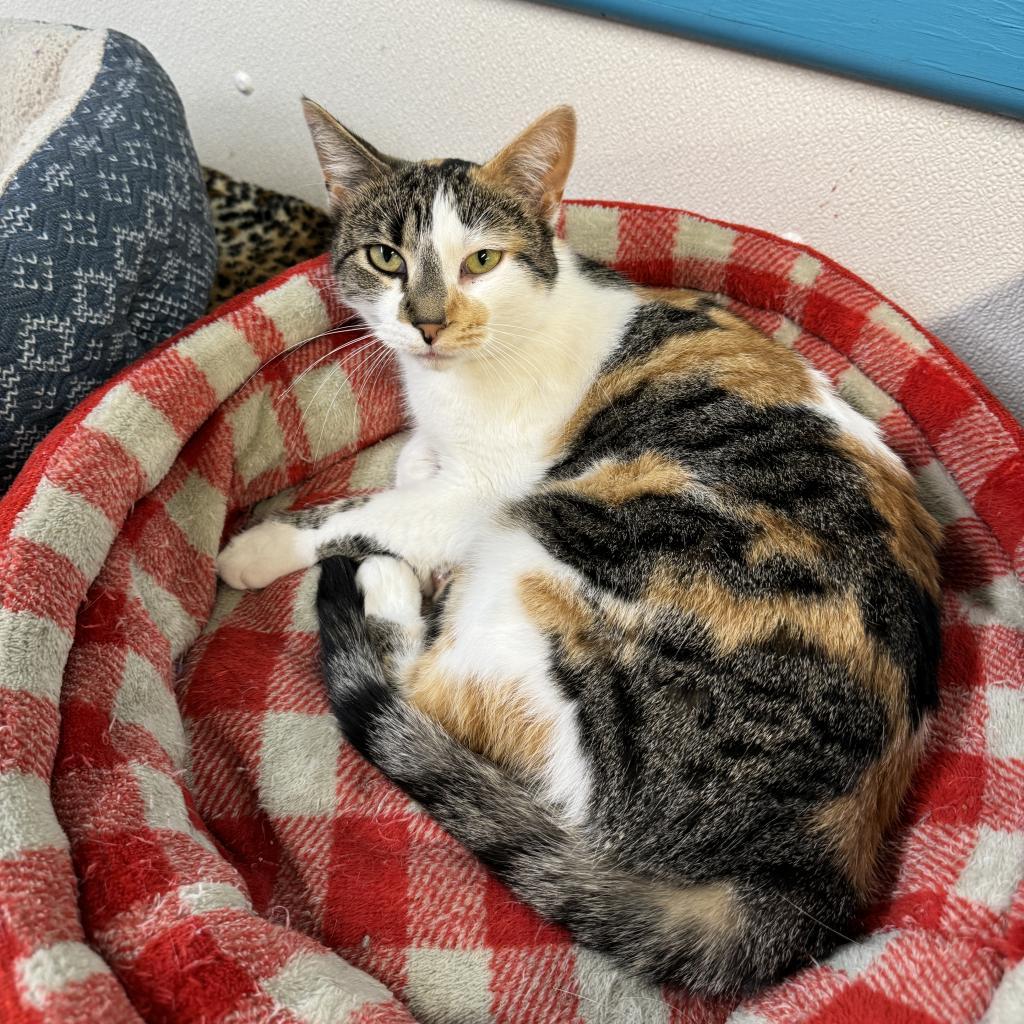 Doll, a Adoptable Domestic Short Hair in Albert Lea, MN image 6/6