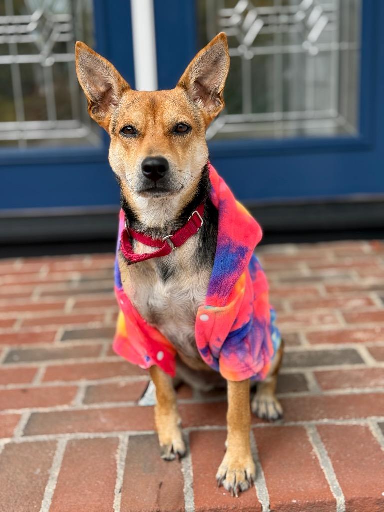 Heather - LOCAL, a Adoptable mixed breed in Princeton, MA image 1/6