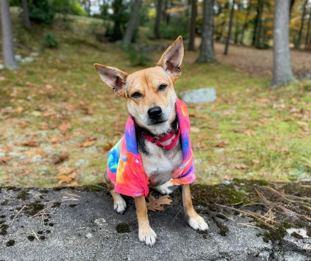Heather - LOCAL, a Adoptable mixed breed in Princeton, MA image 2/6