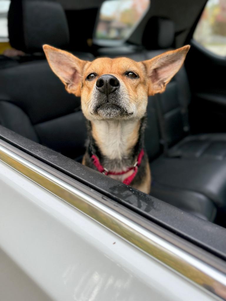 Heather - LOCAL, a Adoptable mixed breed in Princeton, MA image 4/6