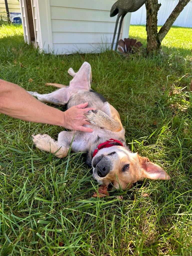 Heather - LOCAL, a Adoptable mixed breed in Princeton, MA image 6/6