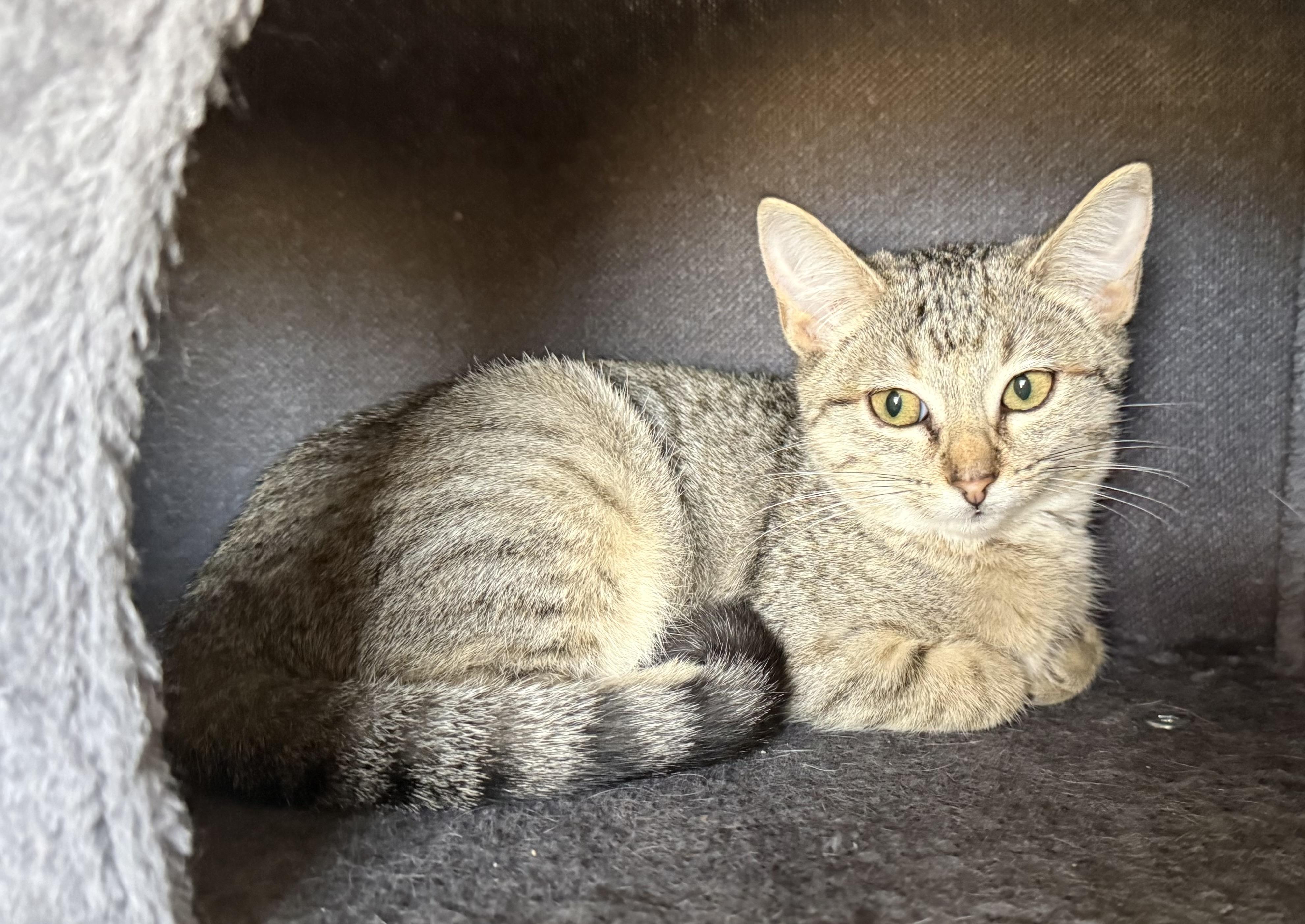 Sammy, ADOPTABLE, Young Male Tabby.