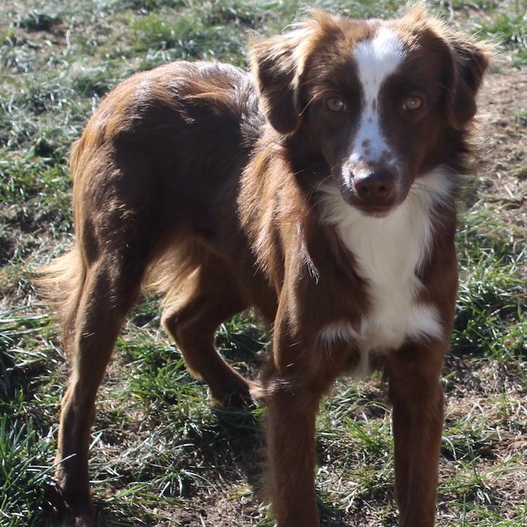Jodie, a Adopted mixed breed in Denver, CO image 2/3