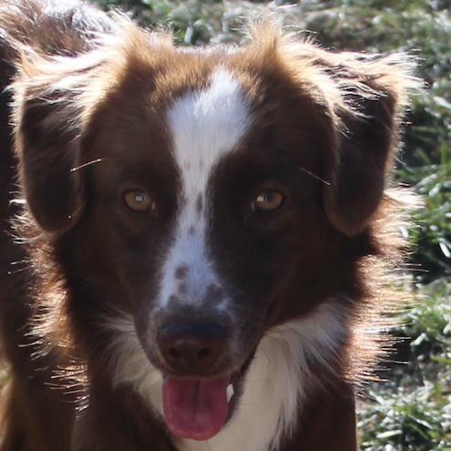 Jodie, a Adopted mixed breed in Denver, CO image 1/3