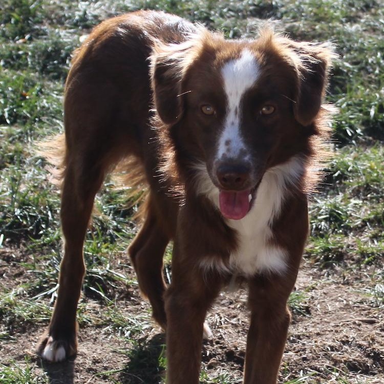 Jodie, a Adopted mixed breed in Denver, CO image 3/3
