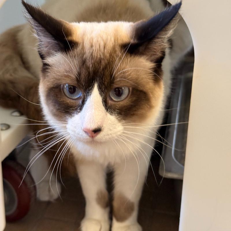 Prince, adopted, Young Male Domestic Medium Hair.