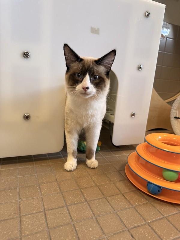 Enlarge Prince, an adopted Domestic Medium Hair in Truckee, CA image 2/4