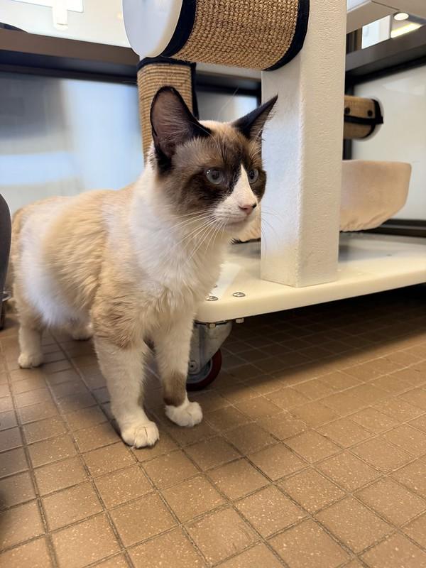 Enlarge Prince, an adopted Domestic Medium Hair in Truckee, CA image 3/4