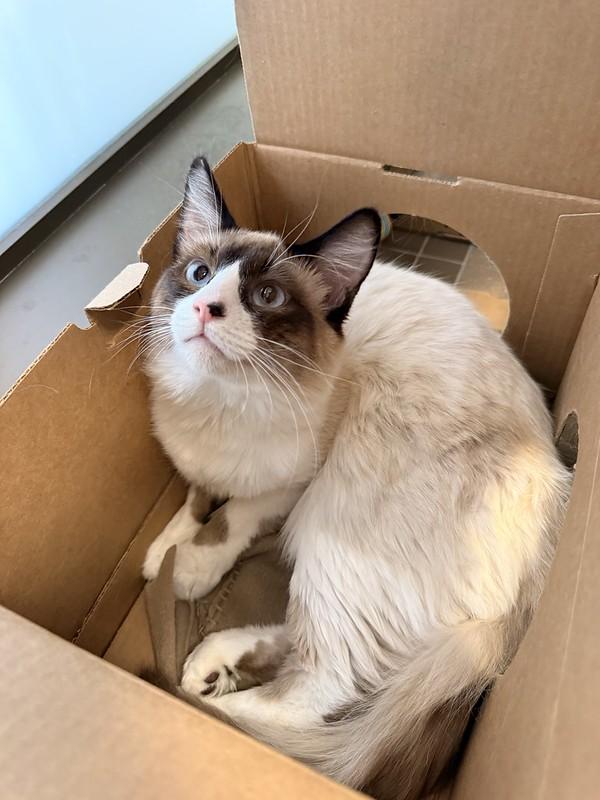 Enlarge Prince, an adopted Domestic Medium Hair in Truckee, CA image 4/4