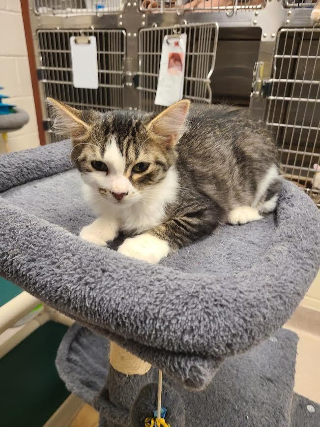 Earthquake, Adoptable, Kitten Female Domestic Long Hair.