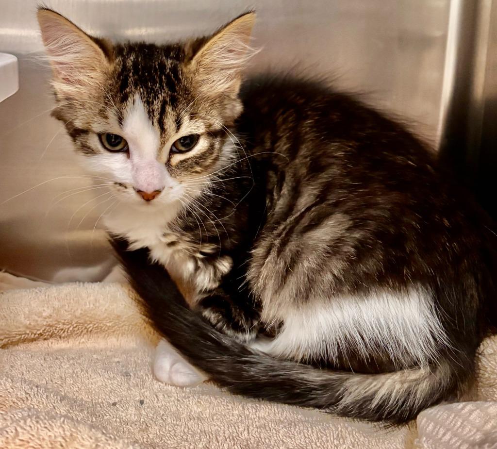 Earthquake, a Adoptable mixed breed in Madison, GA image 2/5