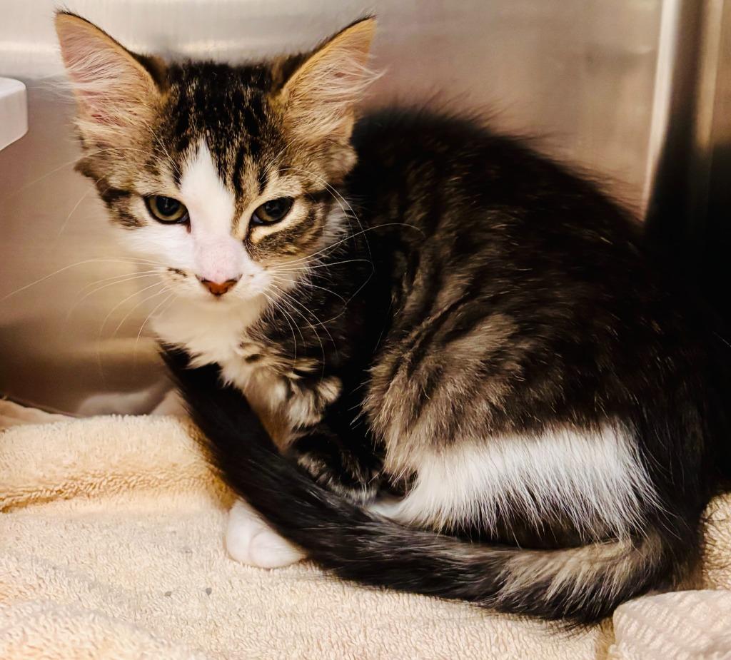 Earthquake, a Adoptable mixed breed in Madison, GA image 4/5