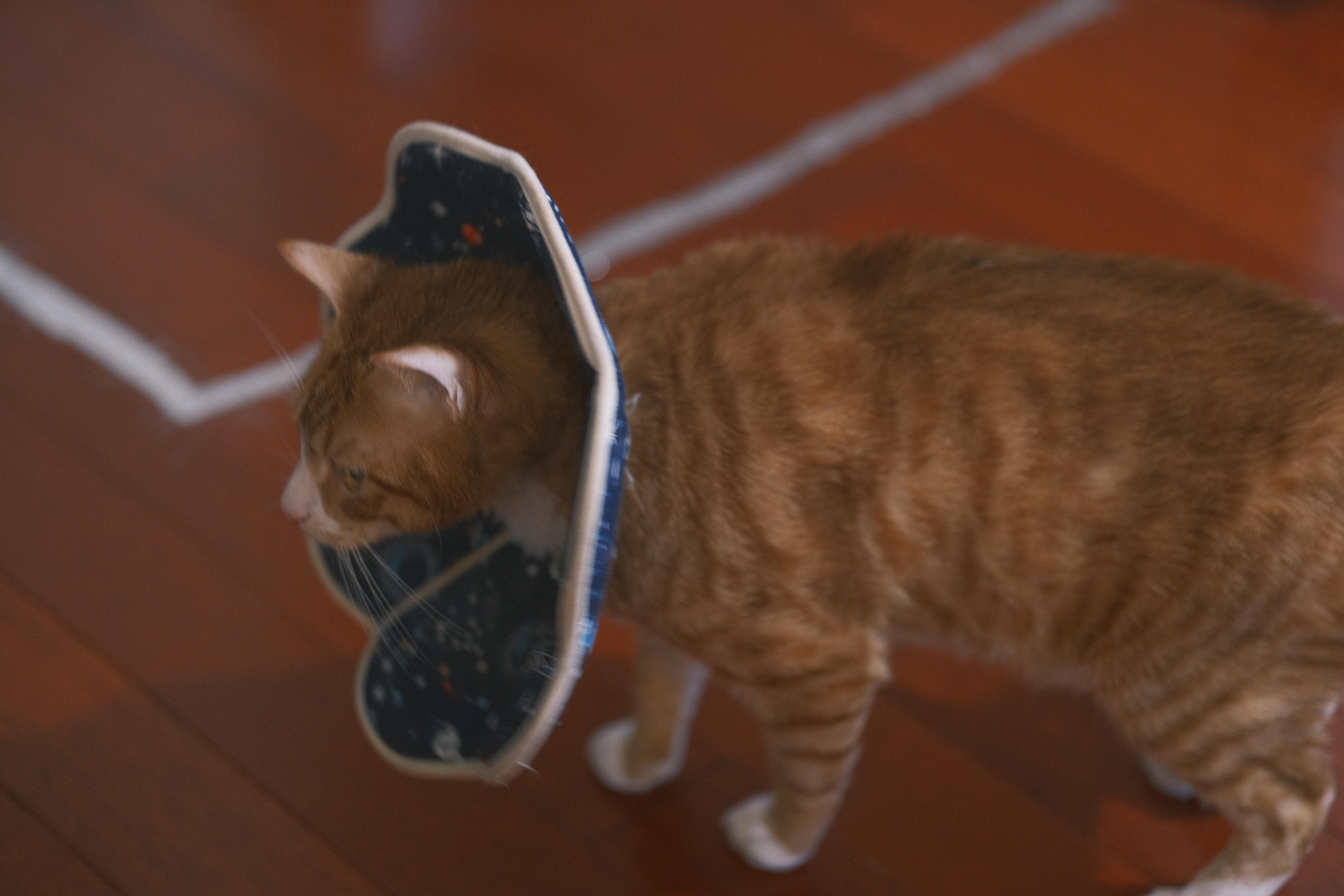 Enlarge Fa Cai, a Adoptable mixed breed in Flushing, NY image 6/6