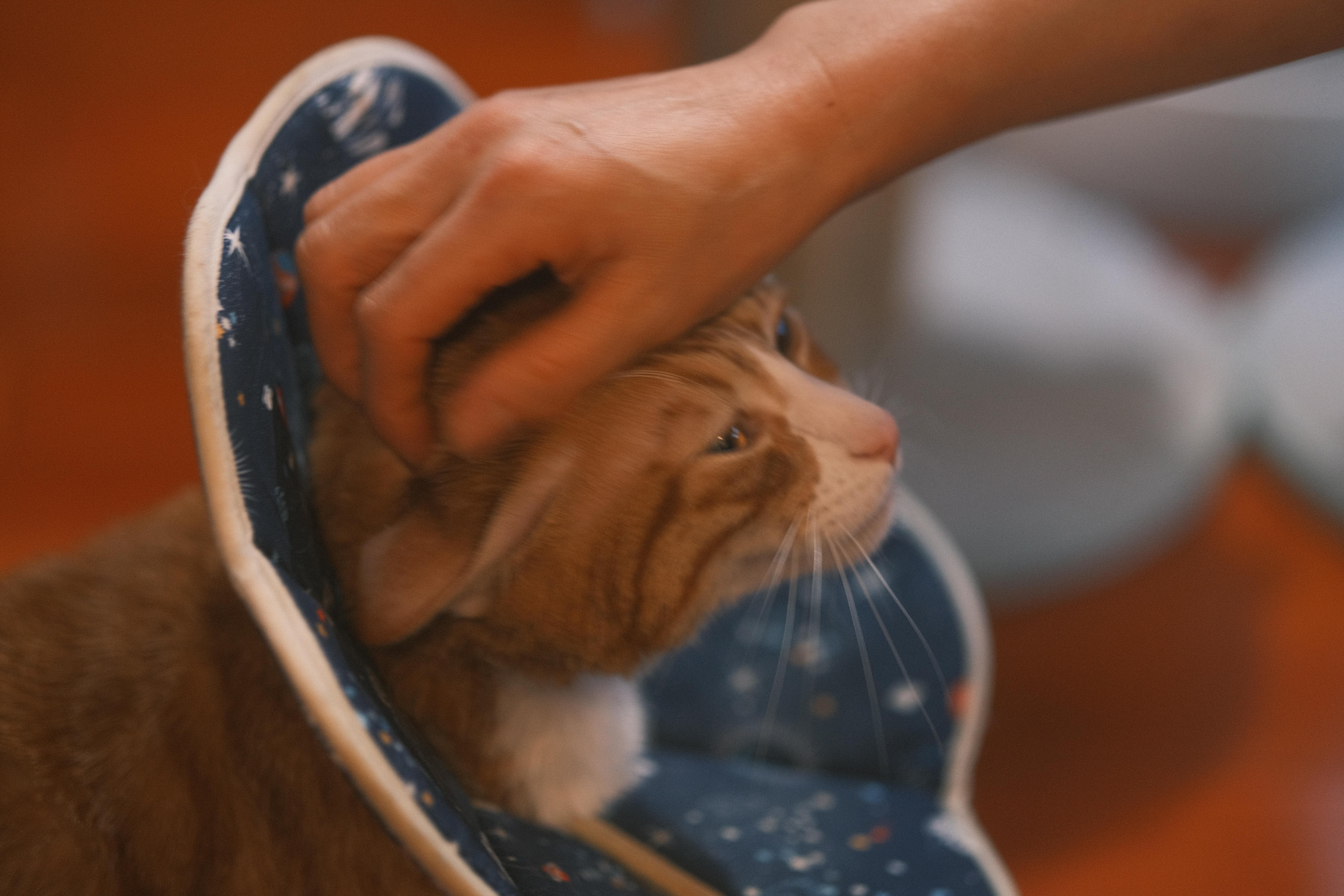 Enlarge Fa Cai, a Adoptable mixed breed in Flushing, NY image 3/6