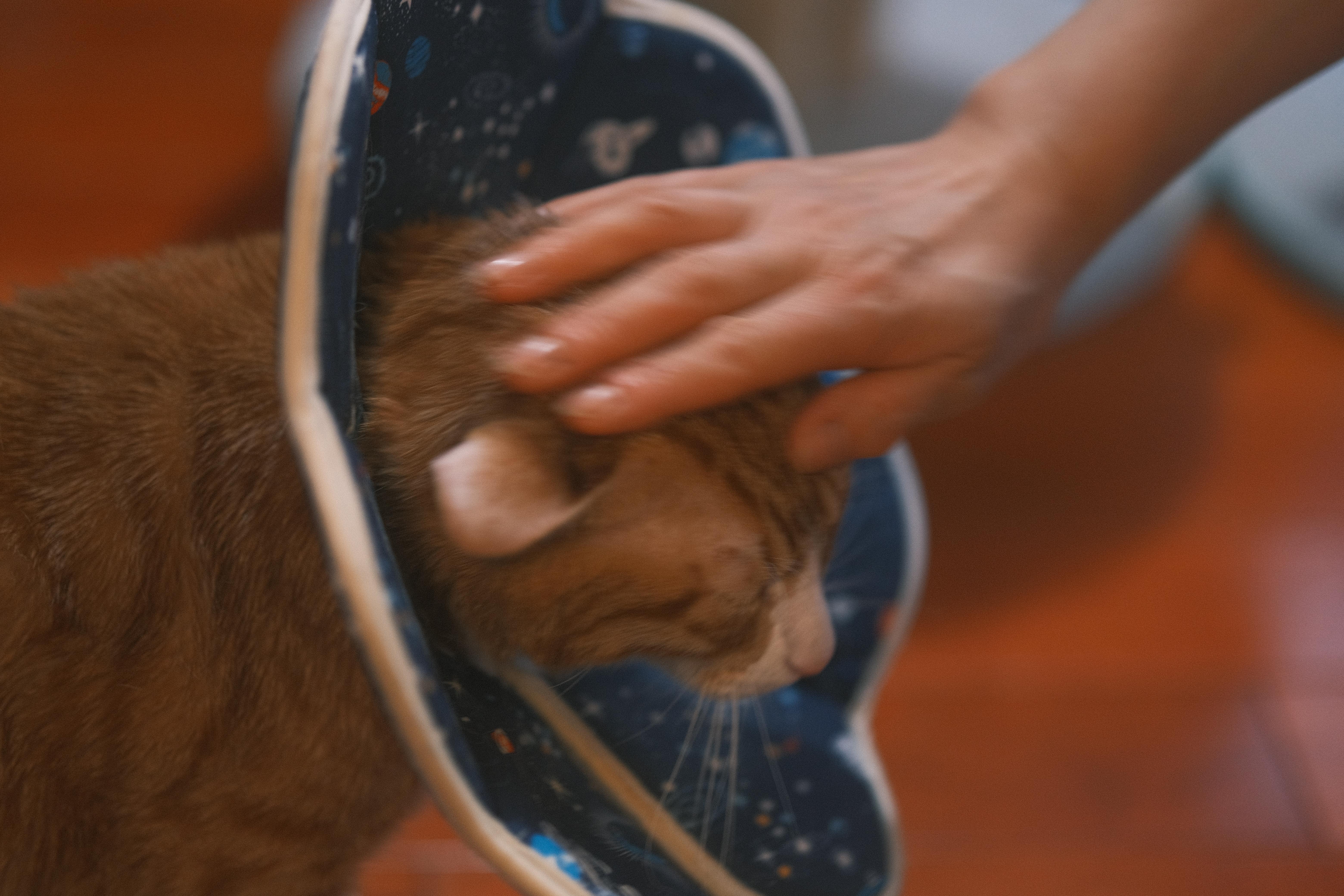 Enlarge Fa Cai, a Adoptable mixed breed in Flushing, NY image 4/6