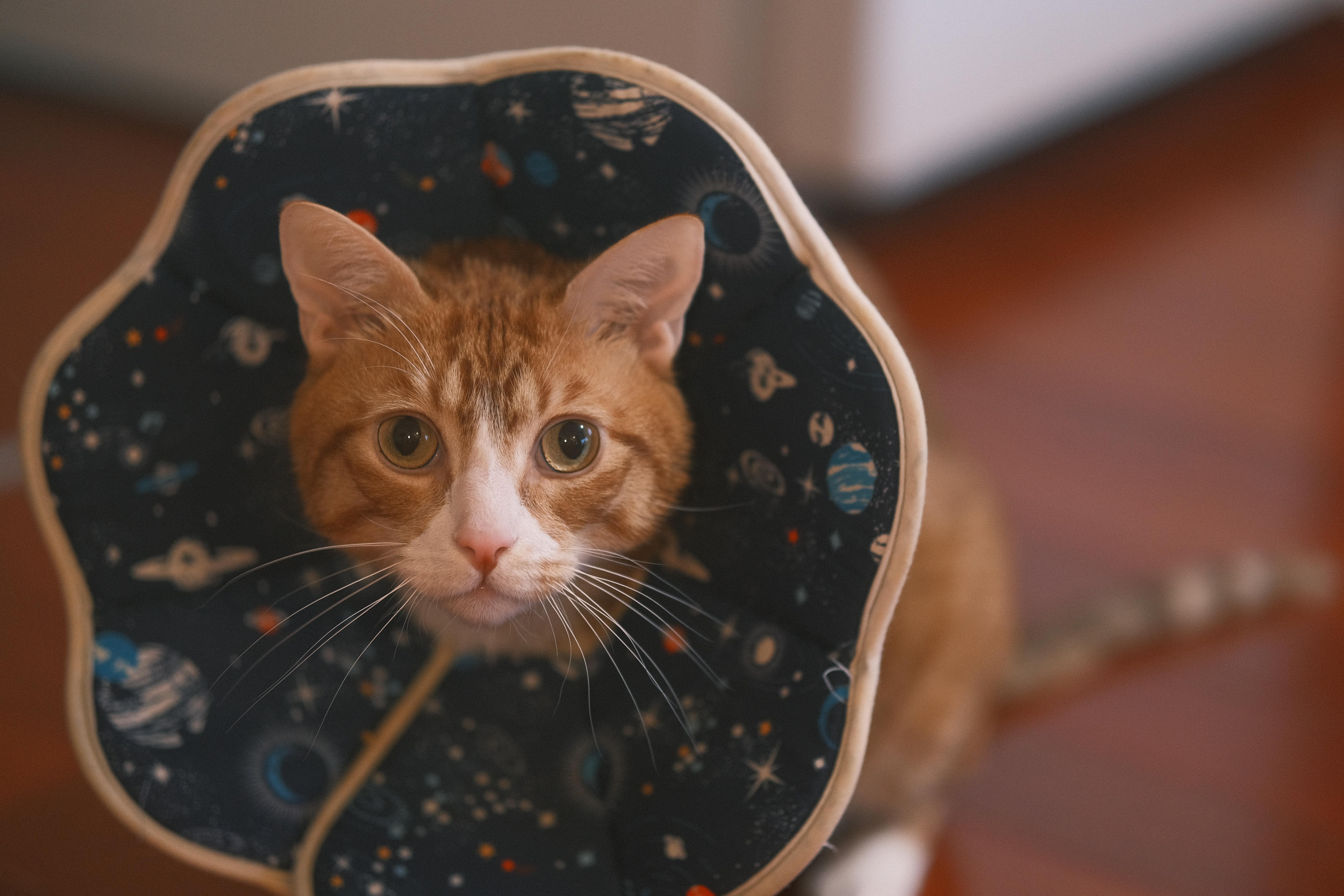 Fa Cai, Young Male Domestic Short Hair