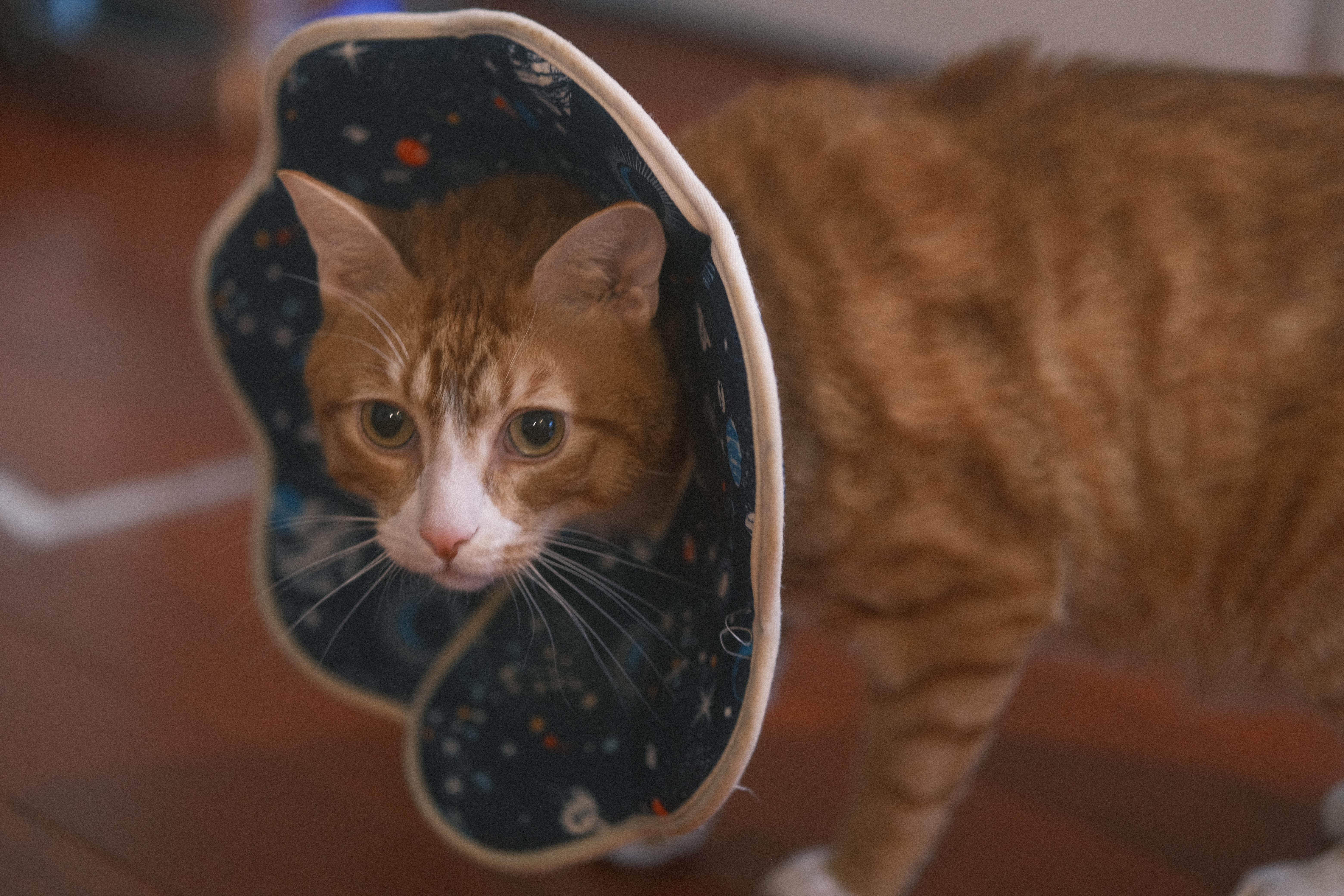 Enlarge Fa Cai, a Adoptable mixed breed in Flushing, NY image 2/6