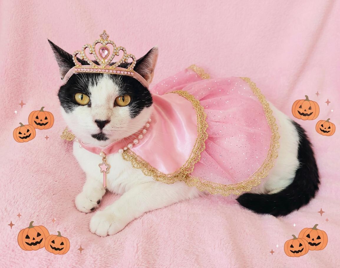 Maddie Michelle, Adoptable, Senior Female Turkish Van.